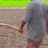 Cows Plowing Land Video 4k Wow Plow Cow