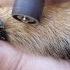 Pawdicure Full How To Guide On Trimming Your Dog S Nails At Home With A Dremel Or Grinder