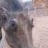 Up Close With A Warthog Shorts Warthog Wildpig Pig