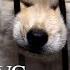 Chinese Dog Meat Festival Undercover Cameras Reveal Brutality