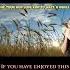 Sting Fields Of Gold Harmonica Music With Lyrics Song For Your Loved One Shortsfeed Shorts