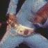 Elvis Presley Hound Dog Prince From Another Planet Live At Madison Square Garden 1972