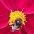 BEE Autiful Mexican Aster COSMOS BIPINNATUS CASANOVA RED