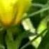 SECRET GARDEN APPASSIONATA