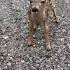 This Deer Was With Its Mother When It Did The Cutest Thing Ever