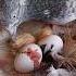 How Do Pigeons Hatch From Eggs Shorts Pigeon Pets Pigeonloft Animals