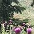Spring Has Come Plateau Travel Wiev İmage Daglar Flowers