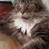 Лоря и Бетховен У камина кот кошка музыка мейнкун релакс юмор москва Cuteat Cats вечер