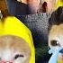 BANANA CAT AND GHOST CASTLE HAPPY CAT MEME 71 Happycatmeme Funny Cartoon Bananacat Cat Cute
