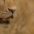 What Do Lions Support