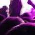 Damon Jee Shimo Original Mix