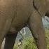 SOUTH AFRICA Elephant S Relief Pipi And Caca Kruger Nat Park Hd Video