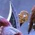 Deliverance God Of War Godofwar Baldur