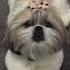 Angry Shihtzu Barking Dog Barking Shihtzu Dog