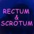 Rectum Scrotum ColdSteel Original Mix