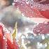 Beautiful Melody To Tears Music For The Soul Great Music By Sergey Grischuk 14