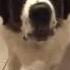 Very Loud Saint Bernard Warning Very Pitched Bark