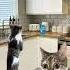 CAT MEMES When I Wash The Dishes Vs Mom Catmemes Relatable Relationship