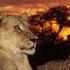 Robert John The Lion Sleeps Tonight