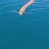 CLOSE SEA SNAKE ENCOUNTER