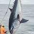 Deep Sea Tuna Fishing Marine Fishing Operation Tuna Fishing Deep Sea Operation Marine Fisheries