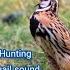 Batair Ki Awaz Quail Sound Batair Ki Awaz 2025 Quail