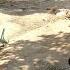 Issaq S Betrayal In His Vali S Absence A Tense Story Within The Nomadic Family