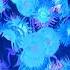Baby Van Gogh Pictures At An Exhibition DVD Rip In G Major