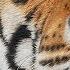 Tigers 101 National Geographic