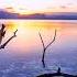 The Ambient Music BearStockMusic