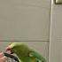 Tamed Indian Ringneck Parrot