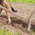 Cow Plow Land 4k Video Cow Plow Wow ग य ग य Videos हल हल