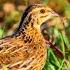 Female Quail Sound Madi Batairy Ki Awaz Mada Batair Ki Kirak Batair Ki Karkaree