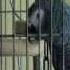 BEST TALKING PARROT IN THE WORLD MISHKA Teach Your Bird To Talk Part 8