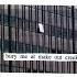 Mitski Carry Me Out Lyrics