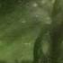 Dark Forest There Back Again Mix For Visionary Shamanics Radio Show 7 6