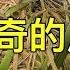 動物建的最神奇的房子 最神奇的15個動物巢穴 出類拔萃