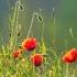 Beautiful Relaxing Music Piano Music Guitar Music Meditation Music Bird Sounds Peaceful Day