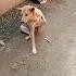 Amader Lalu Kalu Dog Doglover Streetdog Shorts