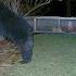 This Bear Messed With The Wrong Chicken Coop RingTV