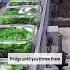 Homegrown Spinach Tastes 10x Better And It S So Easy To Grow With 10 Sq Ft Spinach Garden Salad