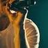 Imagine Dragons Bones Live In Vegas