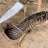 Simple DIY Big Snake Trap Using Knife Creativesnaketrap