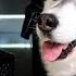 Goodbye Old Friend Jack The Husky
