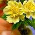 Beautiful Flowers Arrive