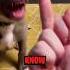 Why Dogs HATE This Finger