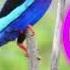 SUARA BURUNG CEKAKAK TENGKEK UDANG GACOR UNTUK MASTERAN