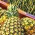 How American Farmers Pick Millions Of Pineapples Pineapple Harvesting