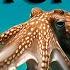 The Soul Of An Octopus By Sy Montgomery Short Audiobook Summary
