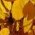 Beauty Of Nature Music Praan By Garry Schyman